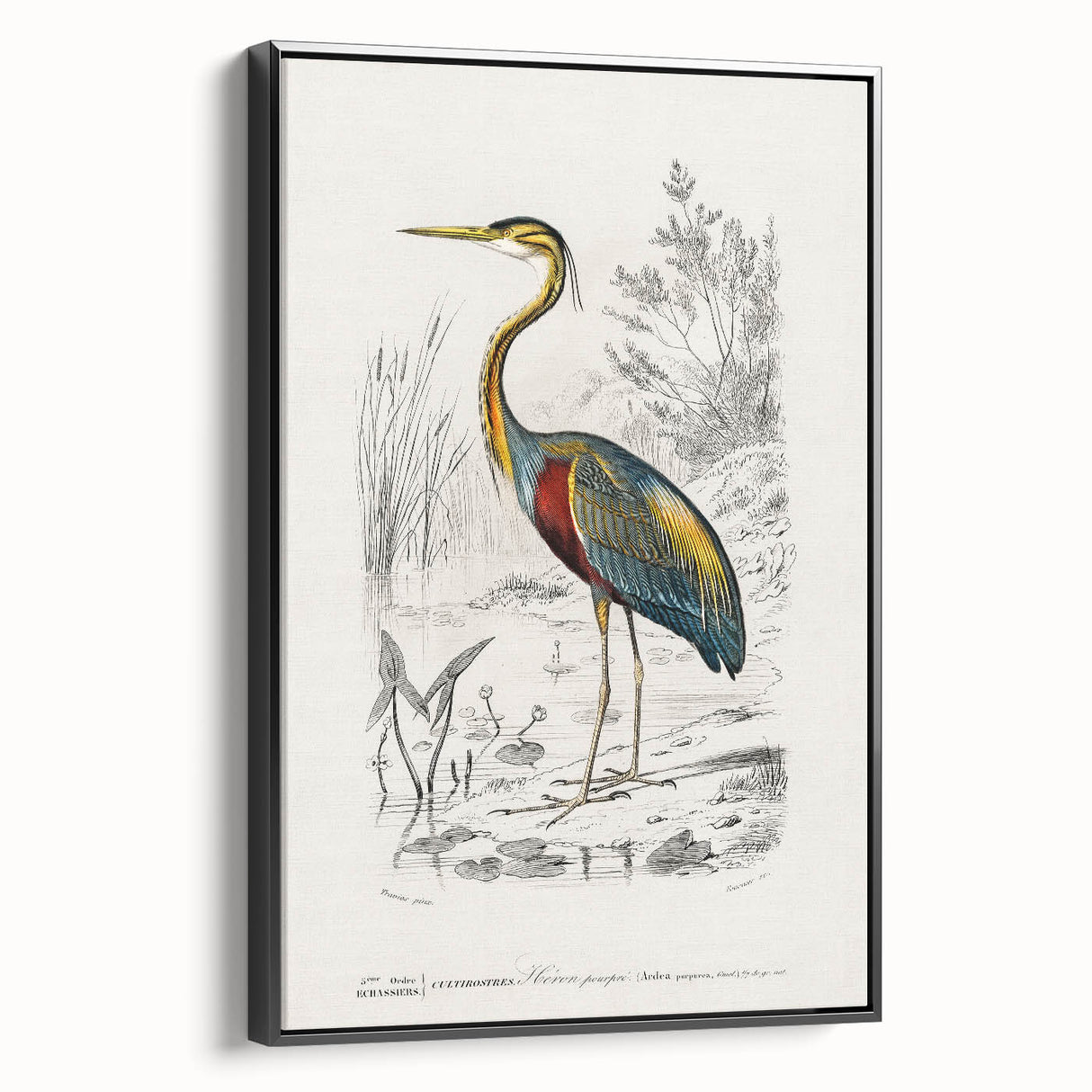 Romantic Art Prints: Purple Heron by Charles Dessalines d'Orbigny