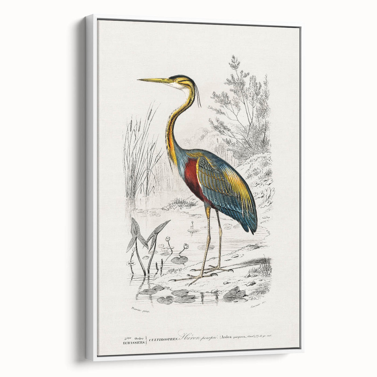 Romantic Art Prints: Purple Heron by Charles Dessalines d'Orbigny