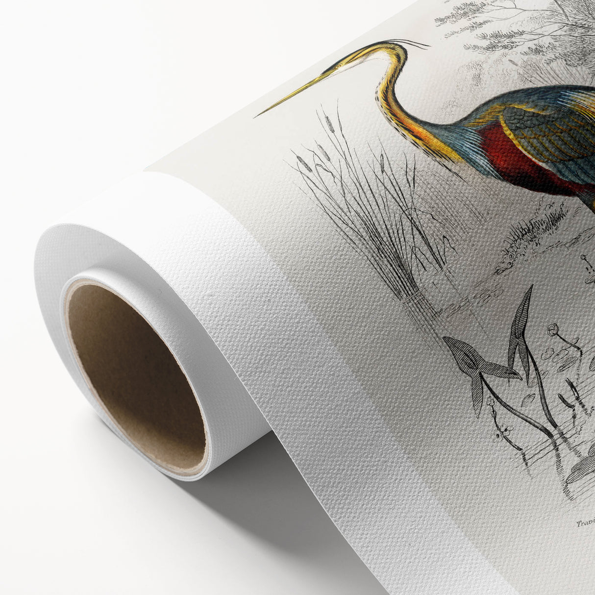 Romantic Art Prints: Purple Heron by Charles Dessalines d'Orbigny