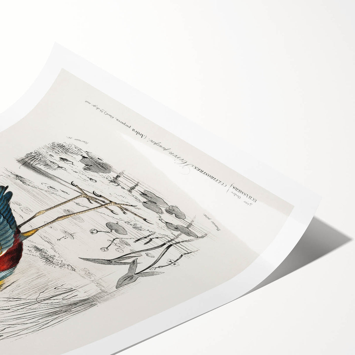 Romantic Art Prints: Purple Heron by Charles Dessalines d'Orbigny