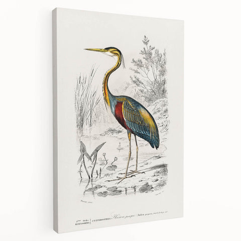 Romantic Art Prints: Purple Heron by Charles Dessalines d'Orbigny