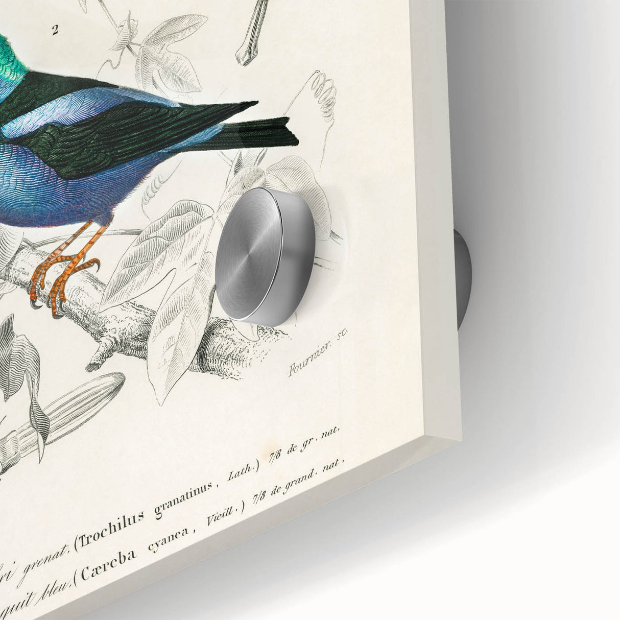 Romantic Art Prints: Vibrant Hummingbirds by Charles Dessalines d'Orbigny