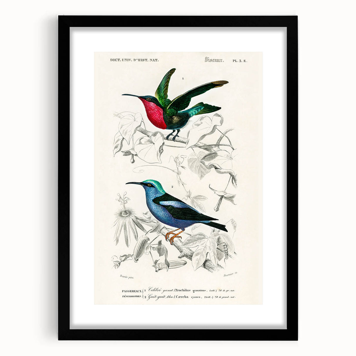 Romantic Art Prints: Vibrant Hummingbirds by Charles Dessalines d'Orbigny