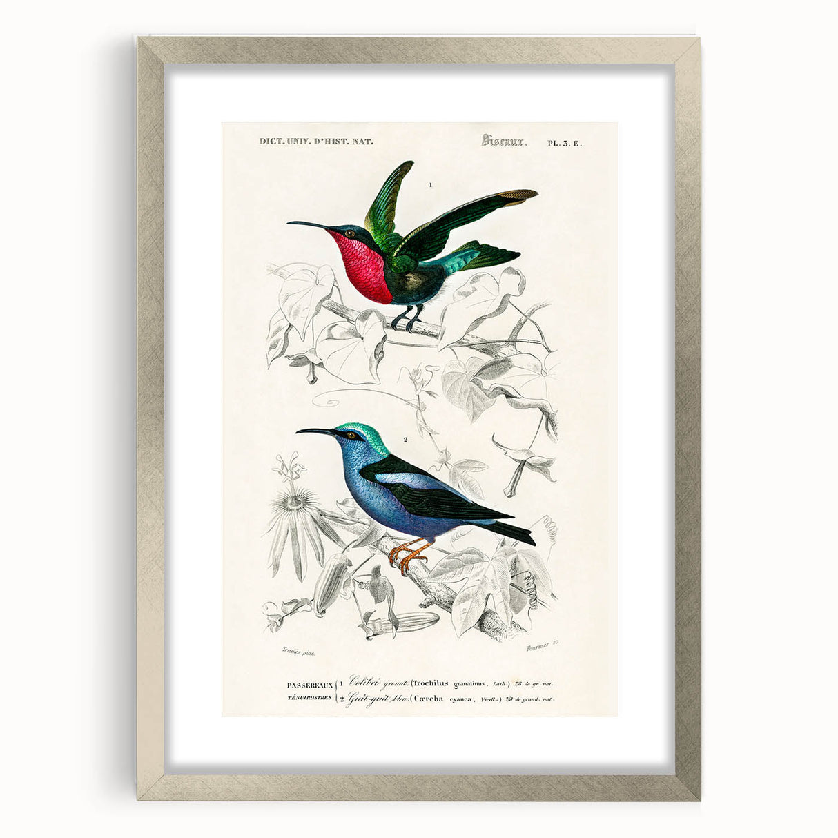 Romantic Art Prints: Vibrant Hummingbirds by Charles Dessalines d'Orbigny