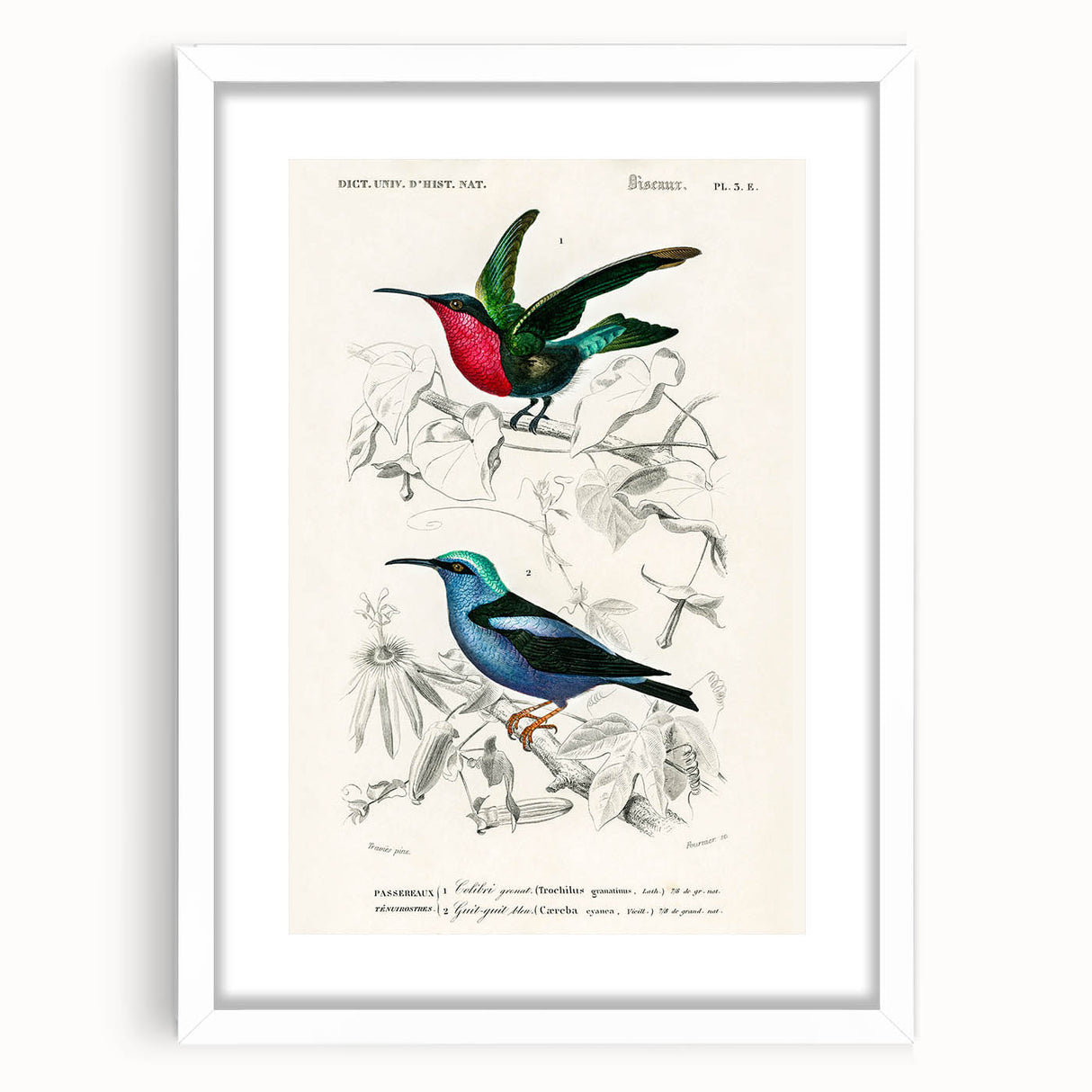 Romantic Art Prints: Vibrant Hummingbirds by Charles Dessalines d'Orbigny
