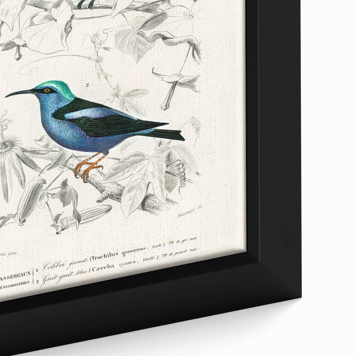 Romantic Art Prints: Vibrant Hummingbirds by Charles Dessalines d'Orbigny