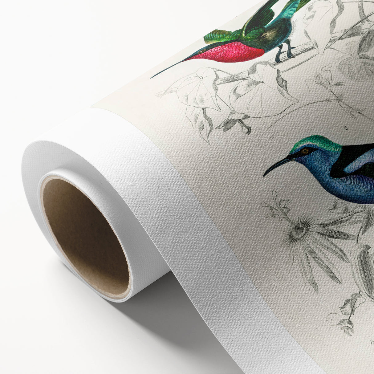 Romantic Art Prints: Vibrant Hummingbirds by Charles Dessalines d'Orbigny