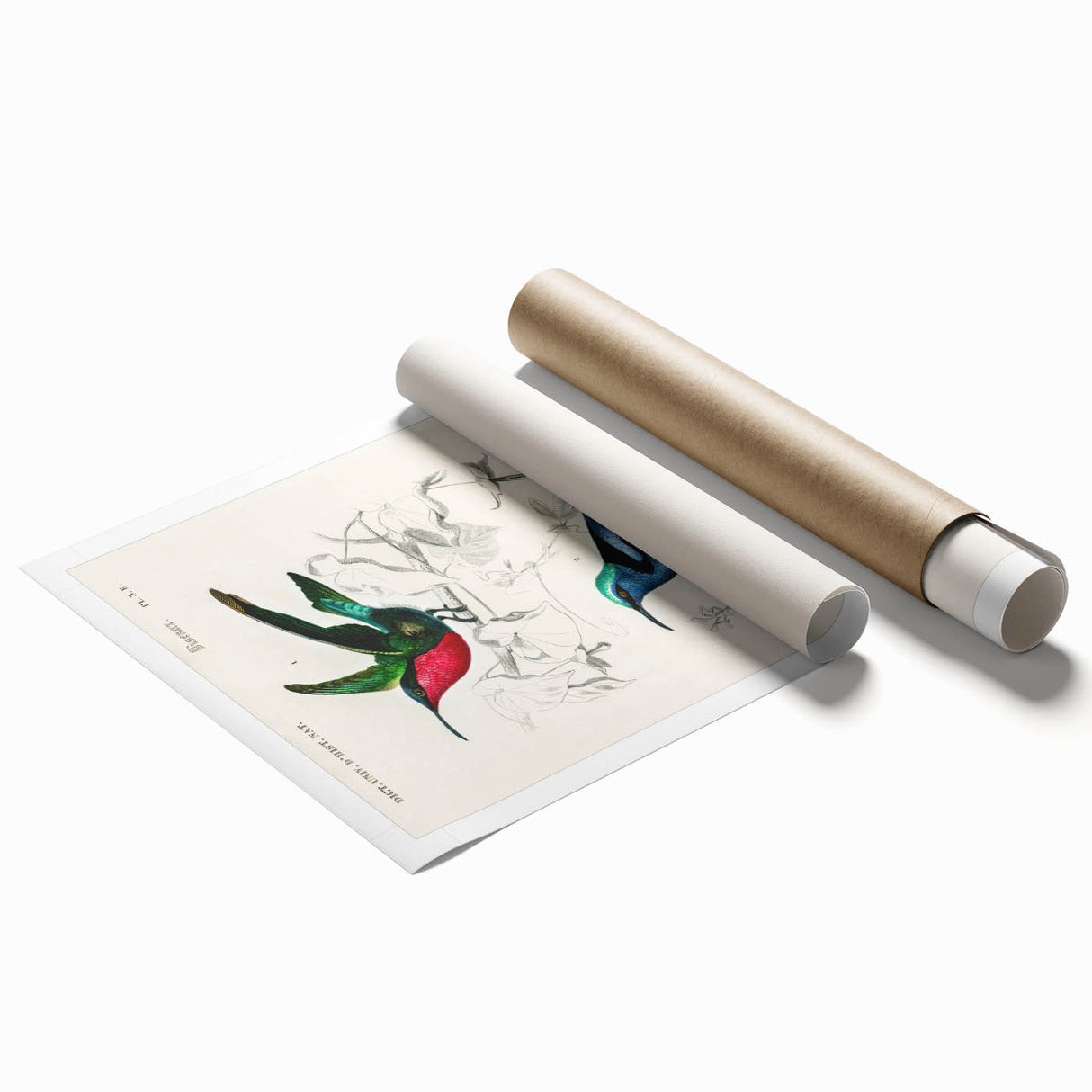 Romantic Art Prints: Vibrant Hummingbirds by Charles Dessalines d'Orbigny