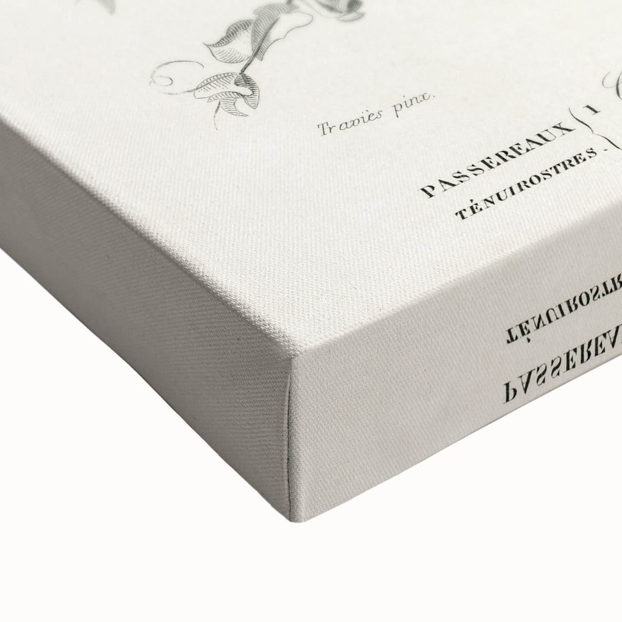 Romantic Art Prints: Vibrant Hummingbirds by Charles Dessalines d'Orbigny