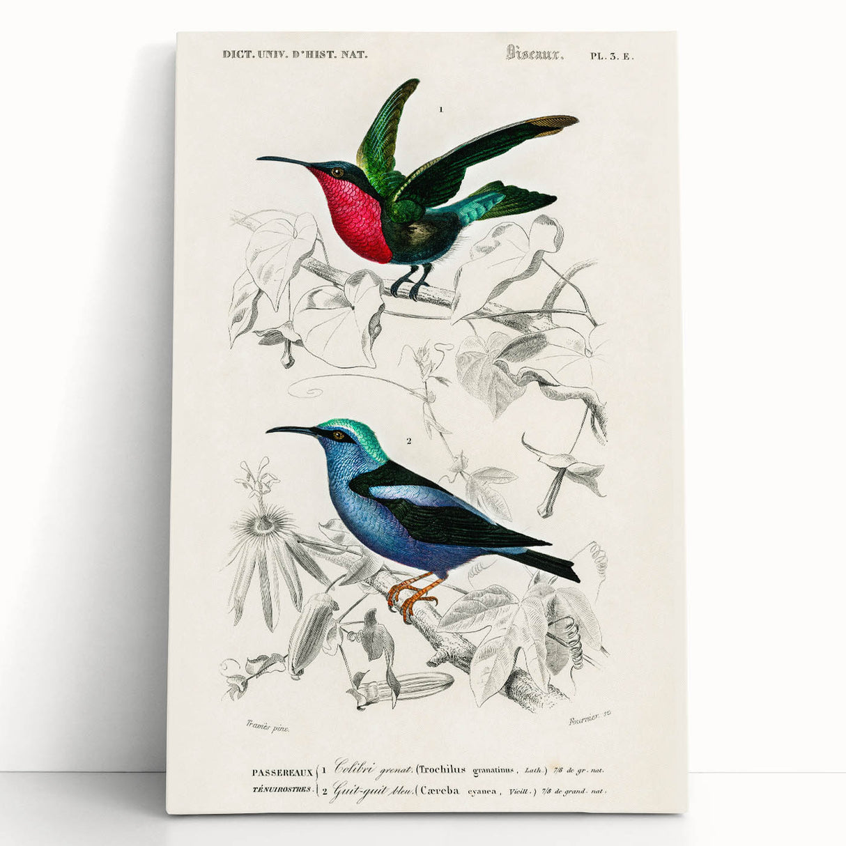 Romantic Art Prints: Vibrant Hummingbirds by Charles Dessalines d'Orbigny