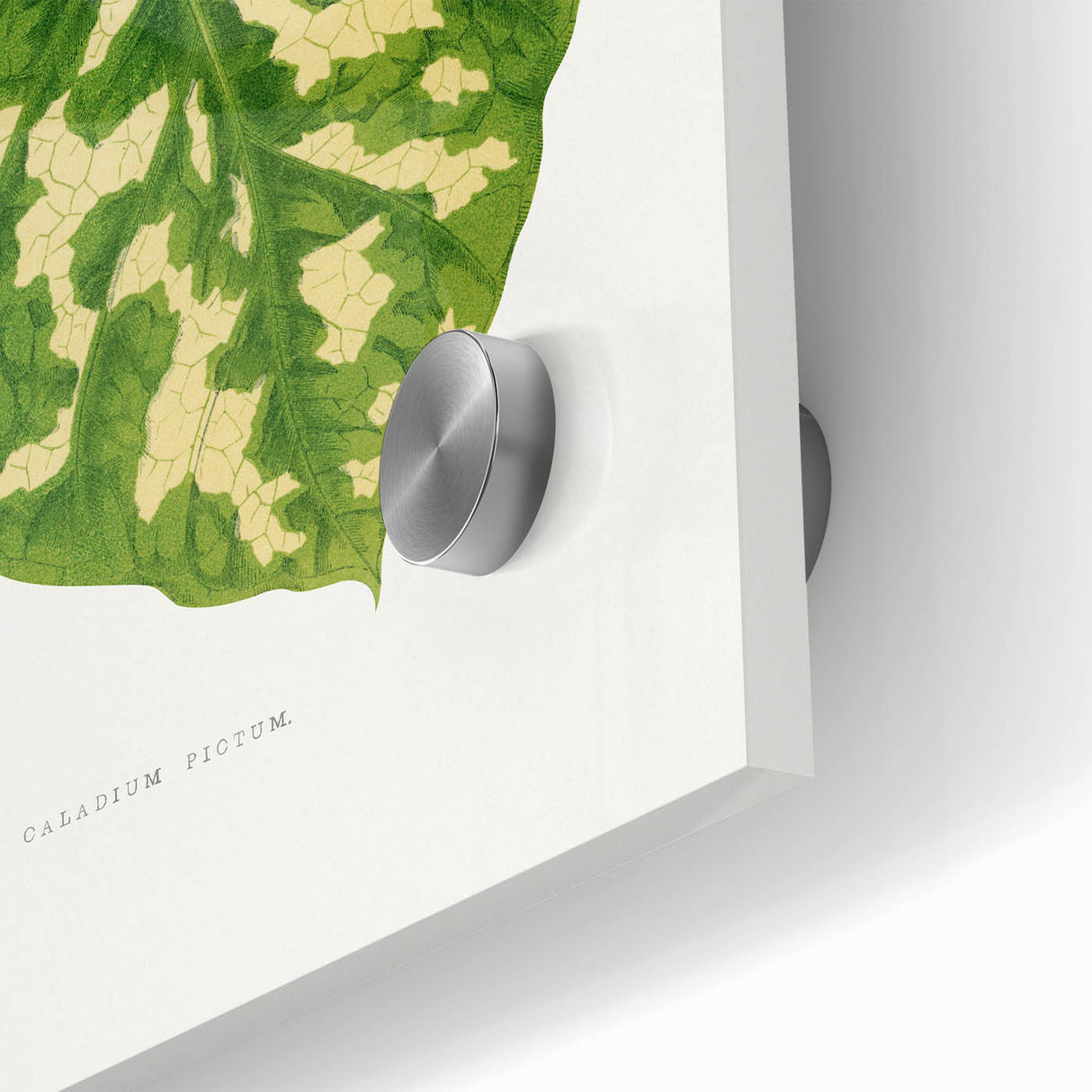 Caladium Pictum Leaf - Romanticism Botanical Canvas Wall Art