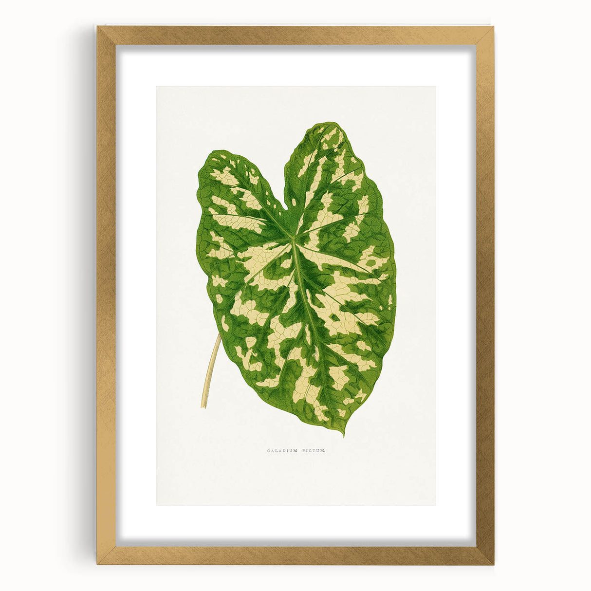 Caladium Pictum Leaf - Romanticism Botanical Canvas Wall Art