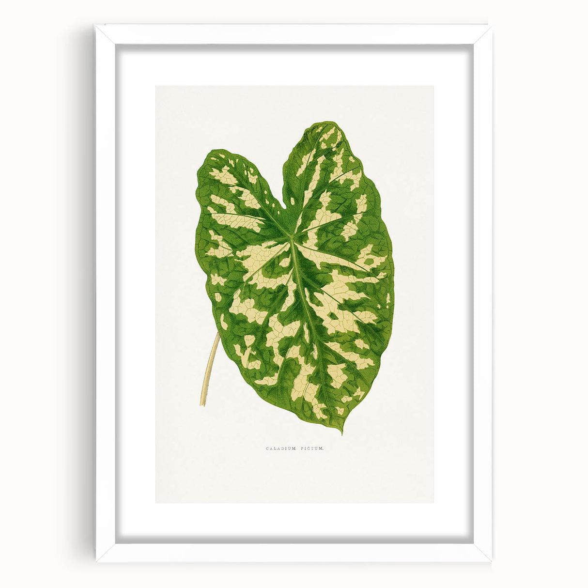 Caladium Pictum Leaf - Romanticism Botanical Canvas Wall Art