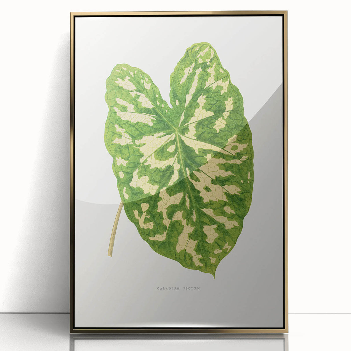 Caladium Pictum Leaf - Romanticism Botanical Canvas Wall Art