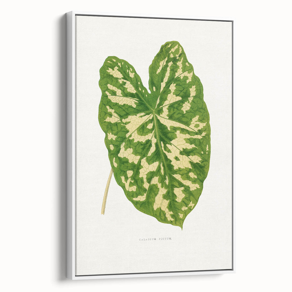 Caladium Pictum Leaf - Romanticism Botanical Canvas Wall Art