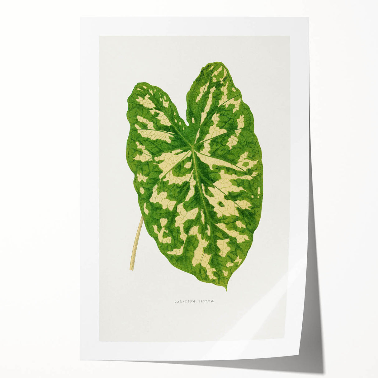 Caladium Pictum Leaf - Romanticism Botanical Canvas Wall Art
