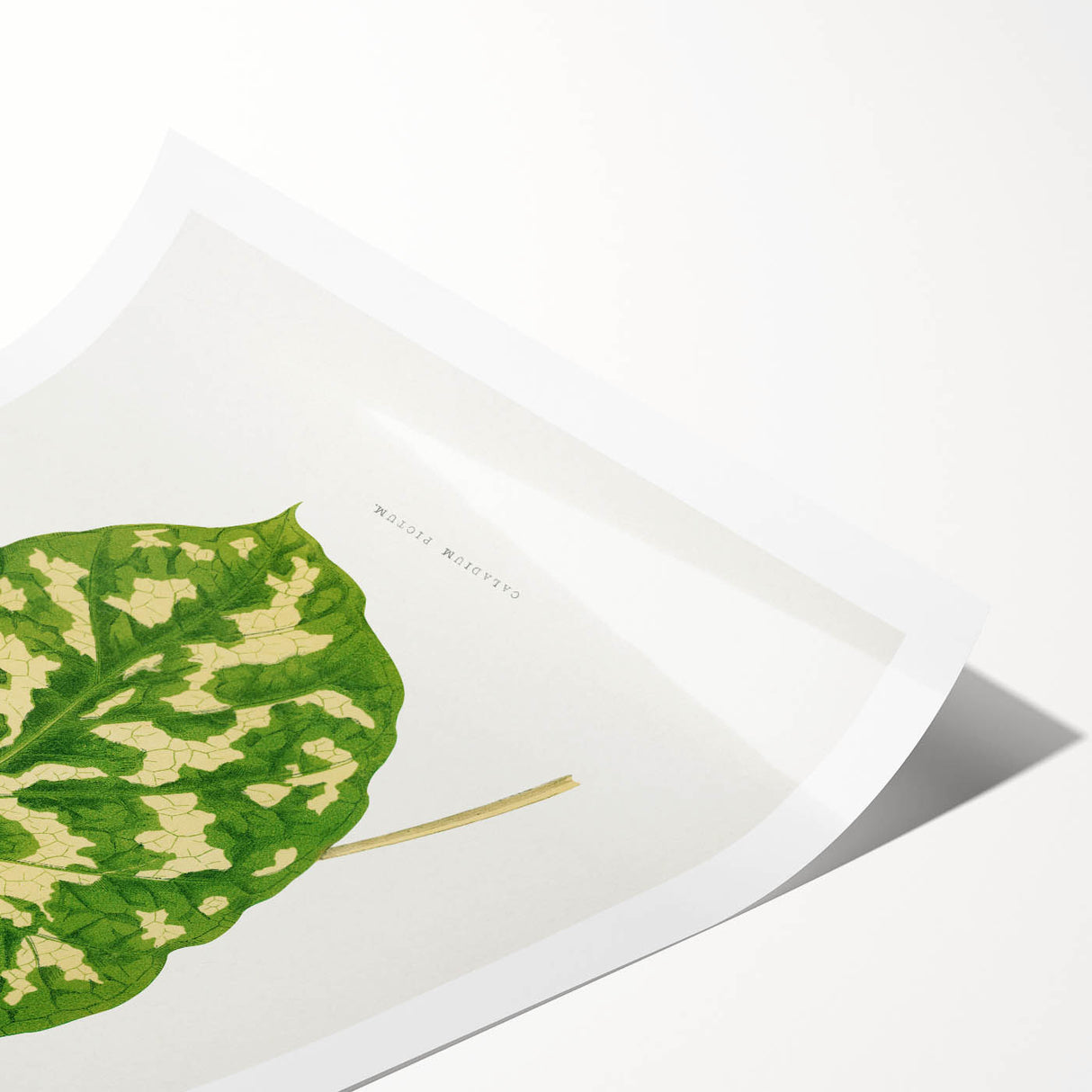 Caladium Pictum Leaf - Romanticism Botanical Canvas Wall Art