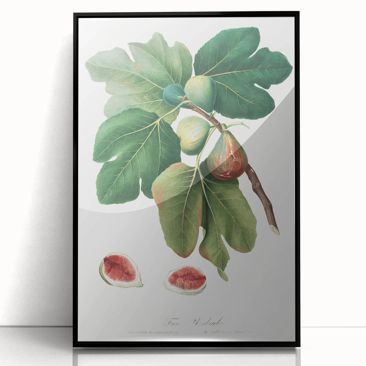 Common Fig Botanical Art - Romanticism Print by Giorgio Gallesio