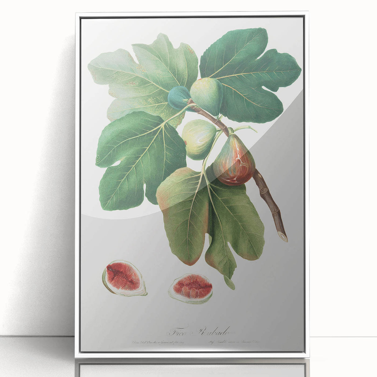 Common Fig Botanical Art - Romanticism Print by Giorgio Gallesio