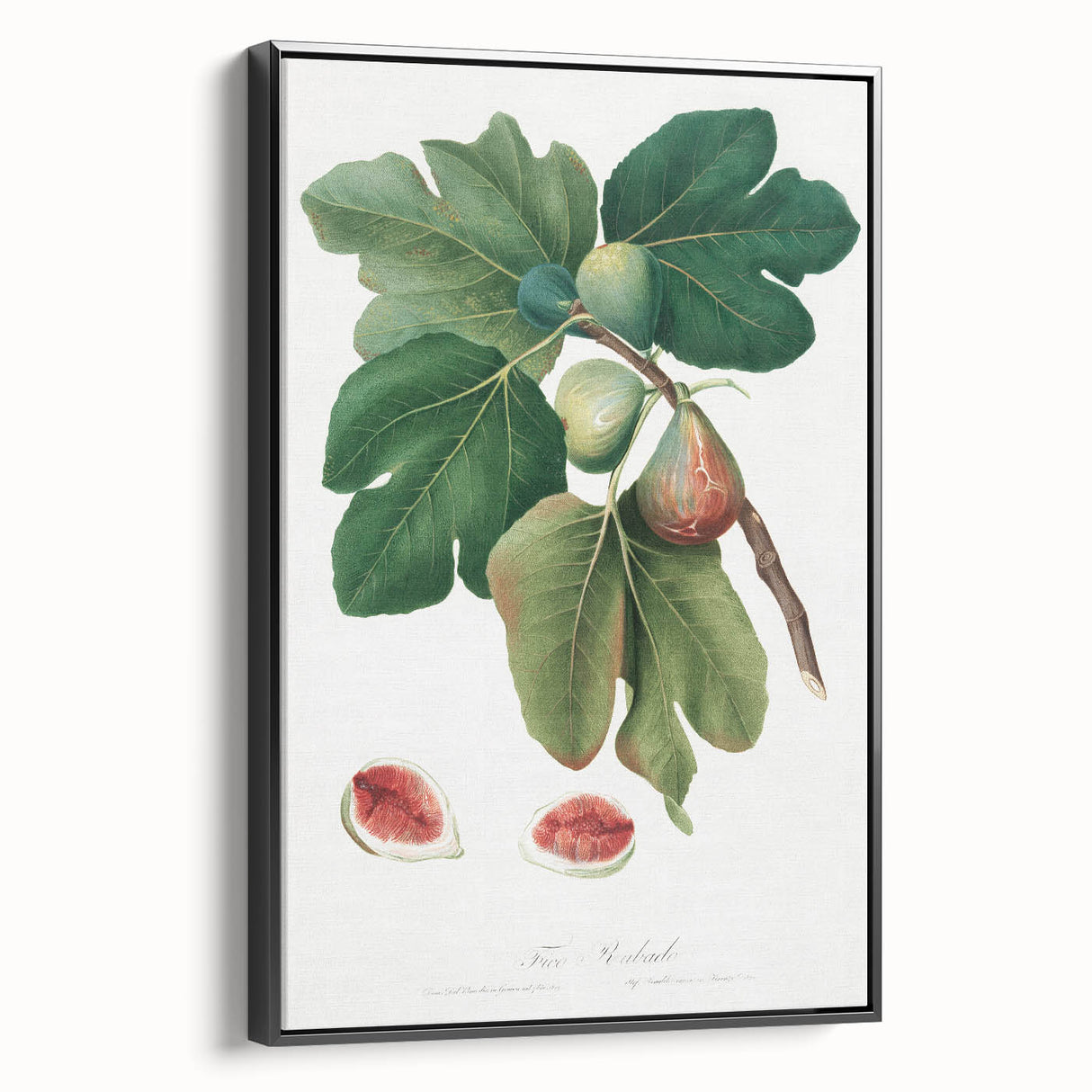Common Fig Botanical Art - Romanticism Print by Giorgio Gallesio