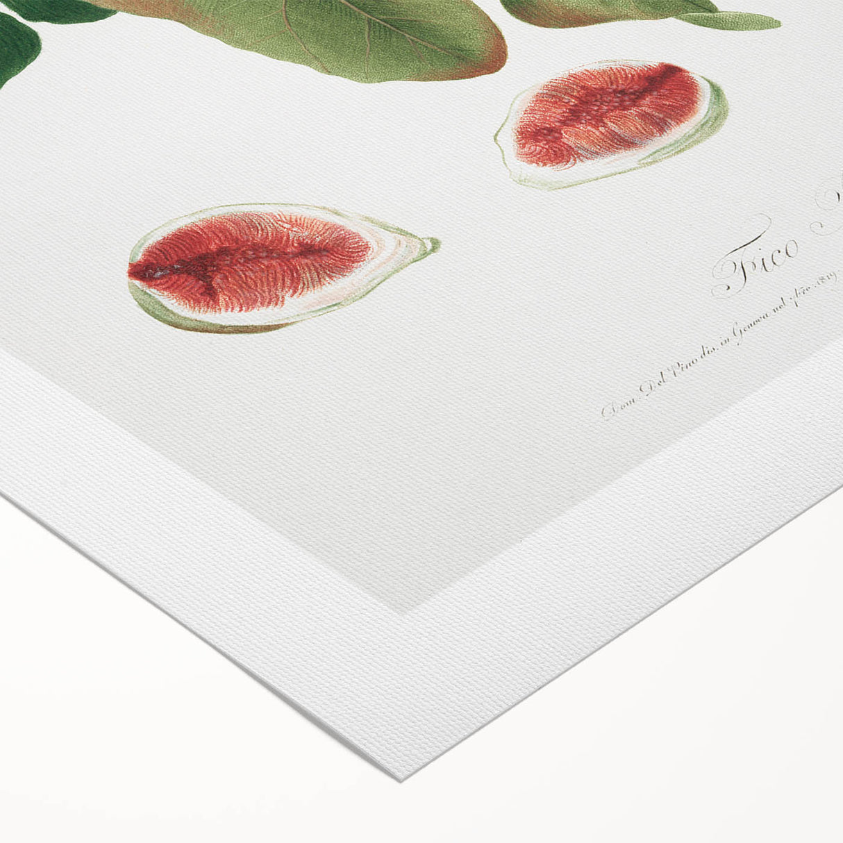 Common Fig Botanical Art - Romanticism Print by Giorgio Gallesio
