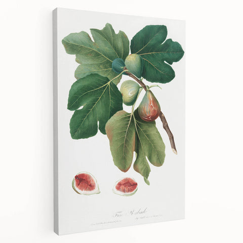 Common Fig Botanical Art - Romanticism Print by Giorgio Gallesio