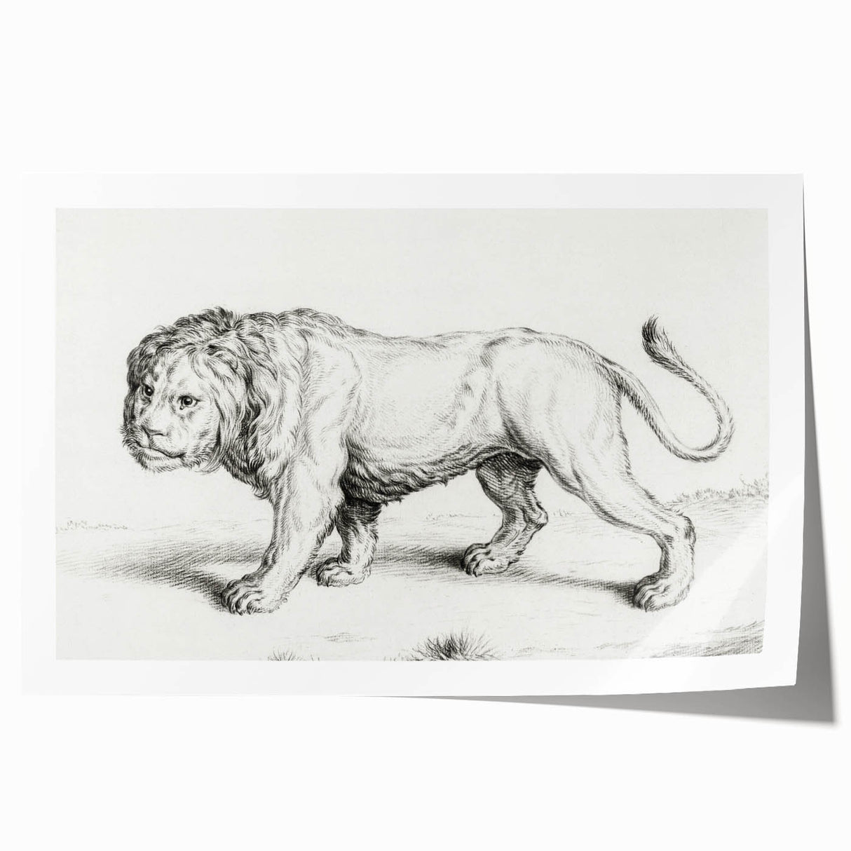 Lion Sketch by Jean Bernard - Romanticism Black and White Wall Art