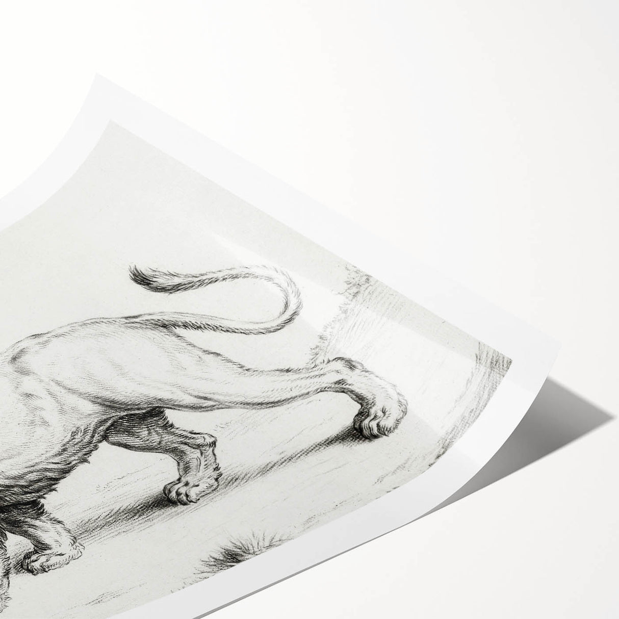 Lion Sketch by Jean Bernard - Romanticism Black and White Wall Art