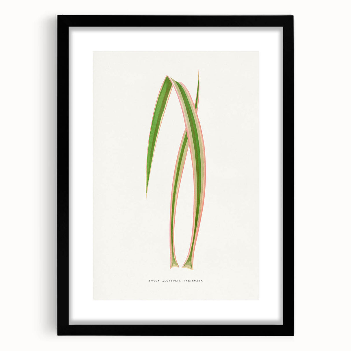 Yucca Aloefolia Leaf - Romantic Botanical Canvas Wall Art