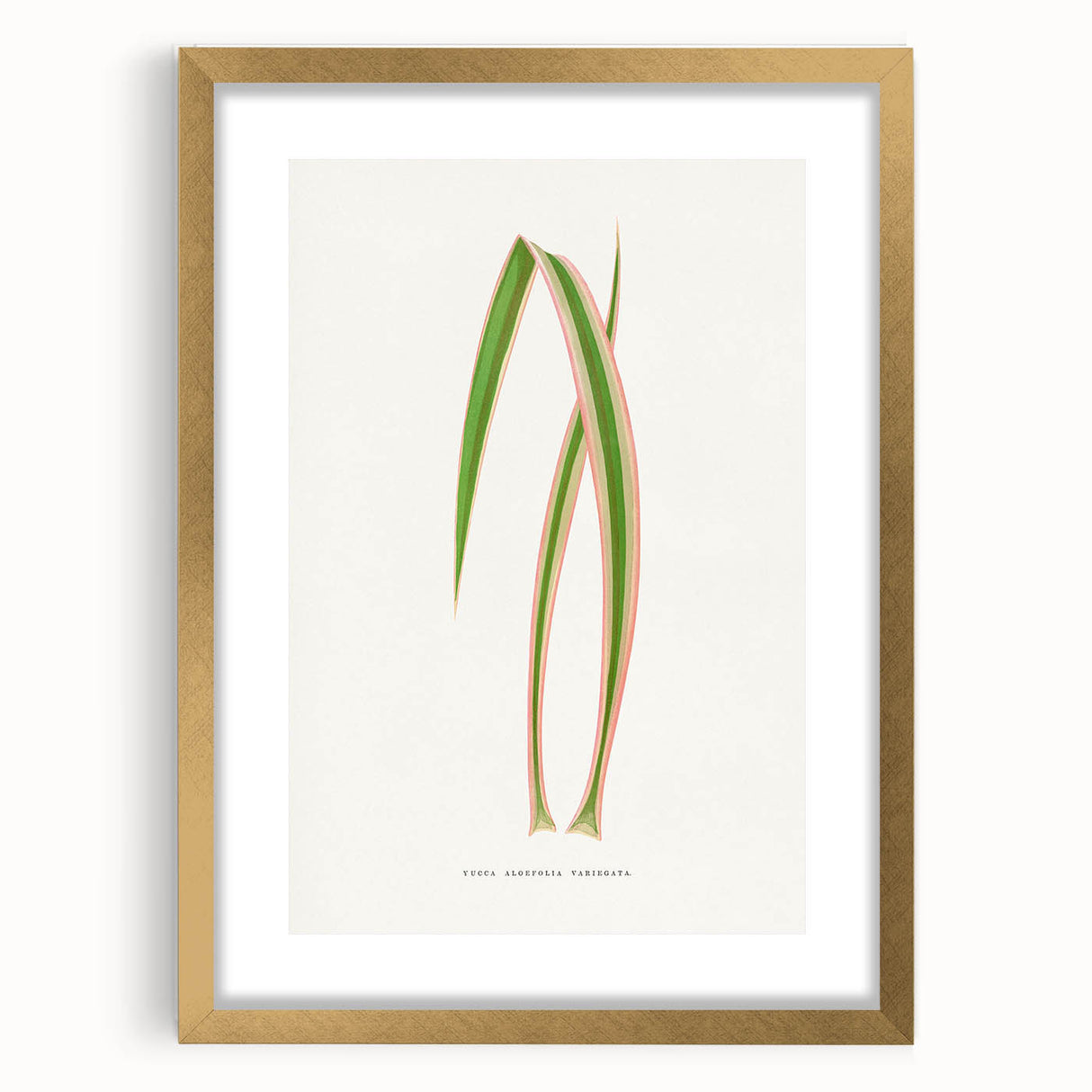 Yucca Aloefolia Leaf - Romantic Botanical Canvas Wall Art