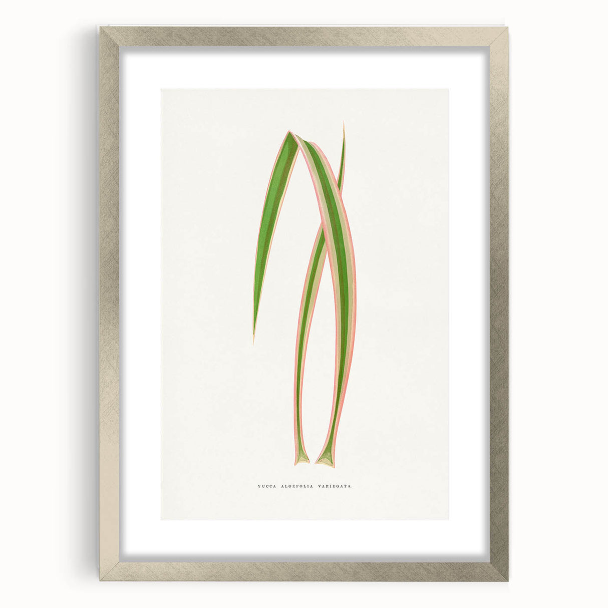 Yucca Aloefolia Leaf - Romantic Botanical Canvas Wall Art