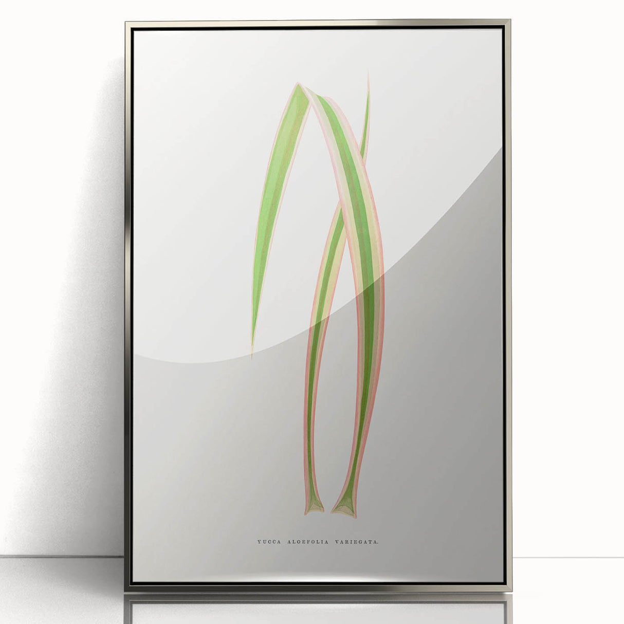Yucca Aloefolia Leaf - Romantic Botanical Canvas Wall Art