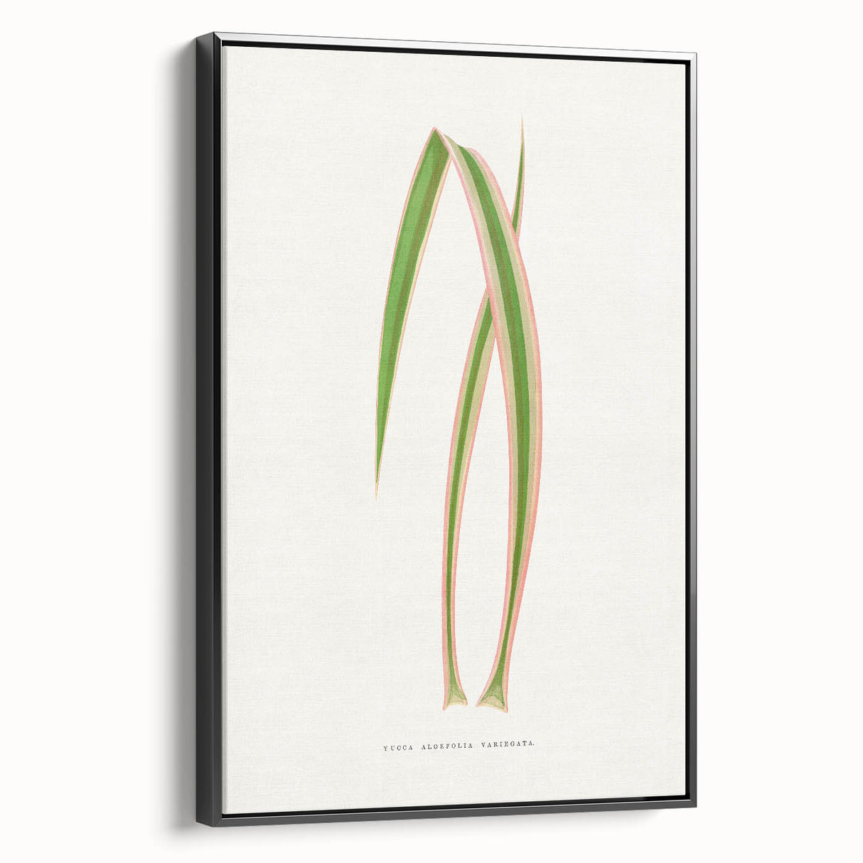 Yucca Aloefolia Leaf - Romantic Botanical Canvas Wall Art