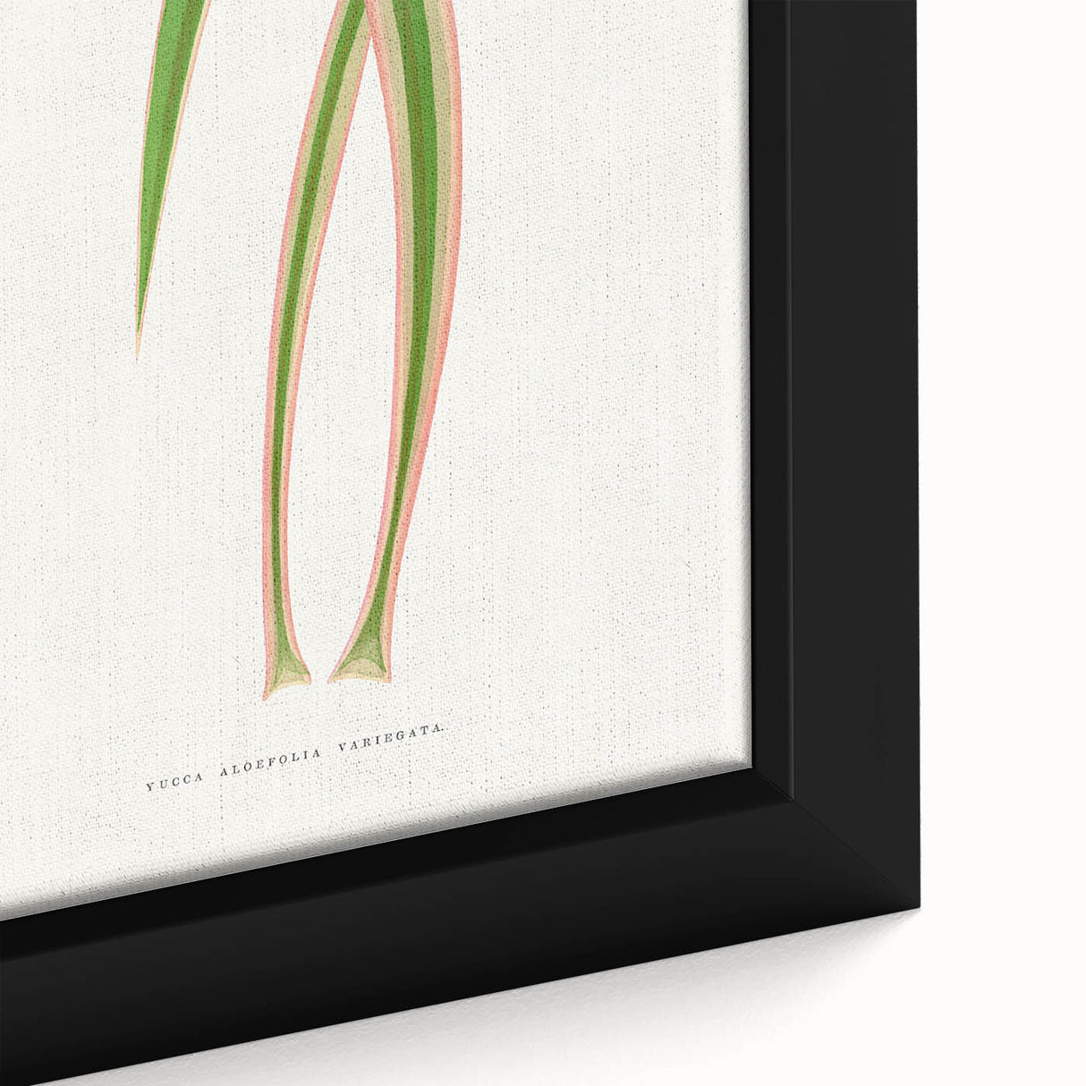 Yucca Aloefolia Leaf - Romantic Botanical Canvas Wall Art