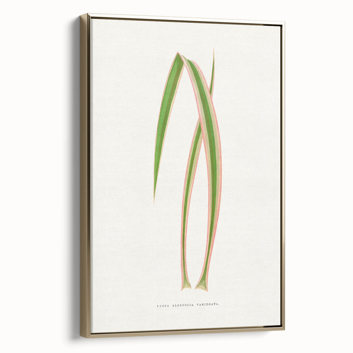 Yucca Aloefolia Leaf - Romantic Botanical Canvas Wall Art