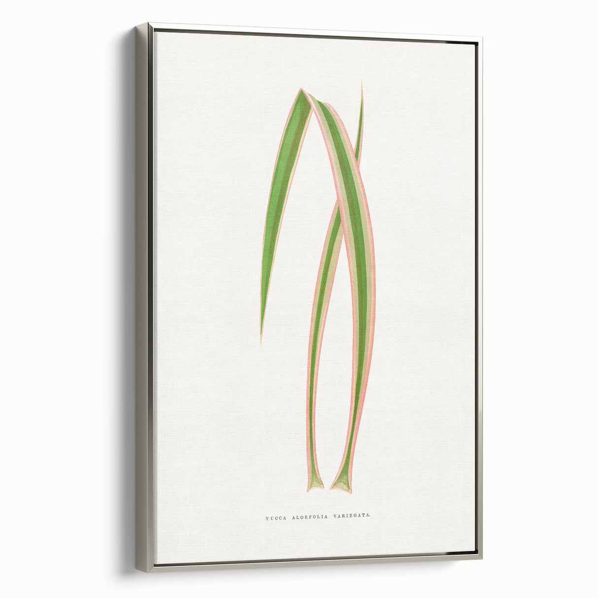 Yucca Aloefolia Leaf - Romantic Botanical Canvas Wall Art
