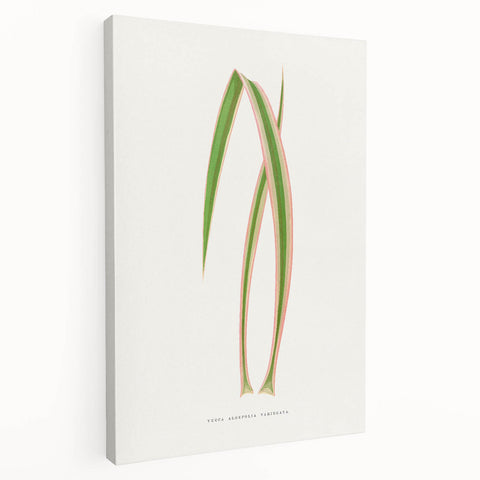 Yucca Aloefolia Leaf - Romantic Botanical Canvas Wall Art