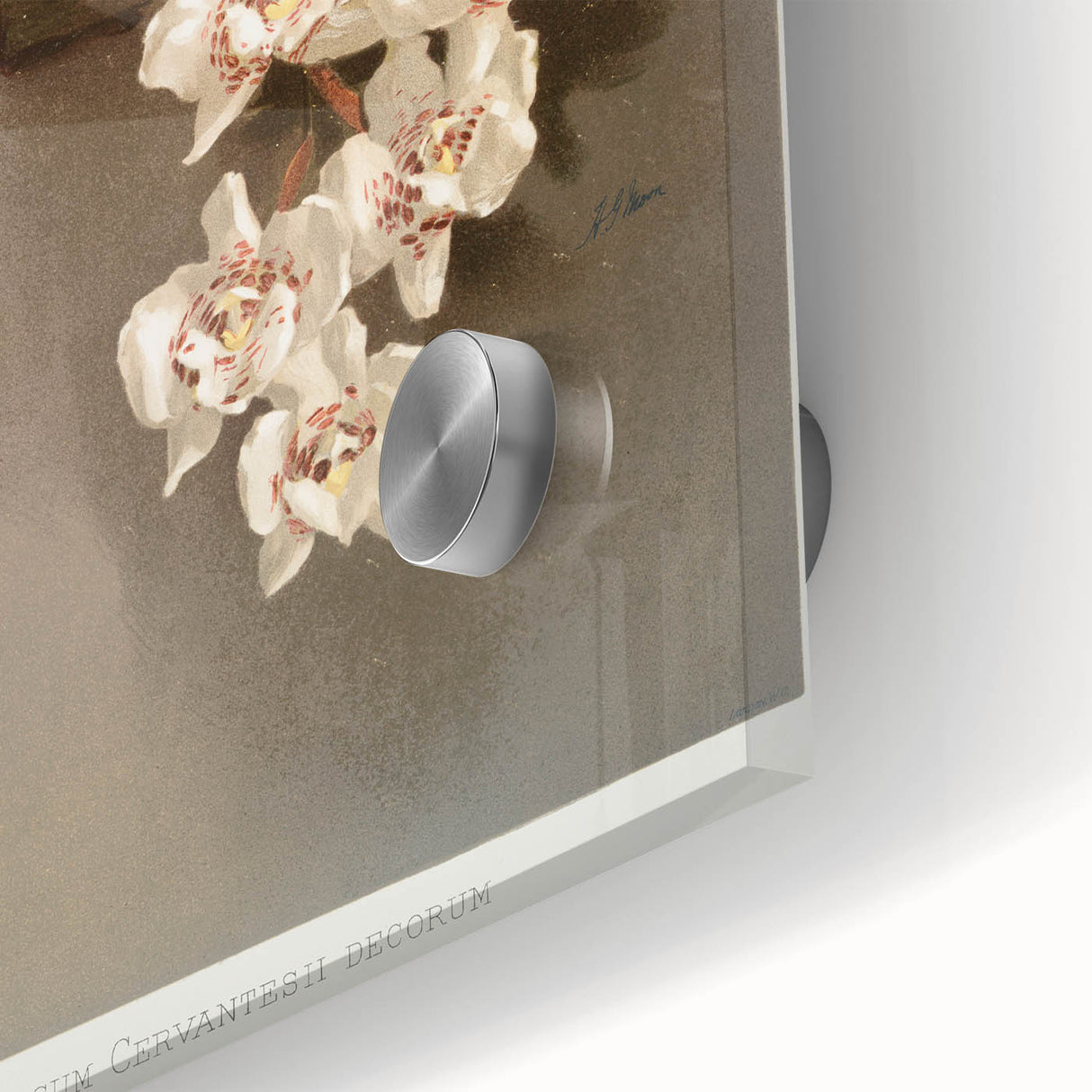 Orchid Botanical Art - Odontoglossum Romanticism Canvas Print