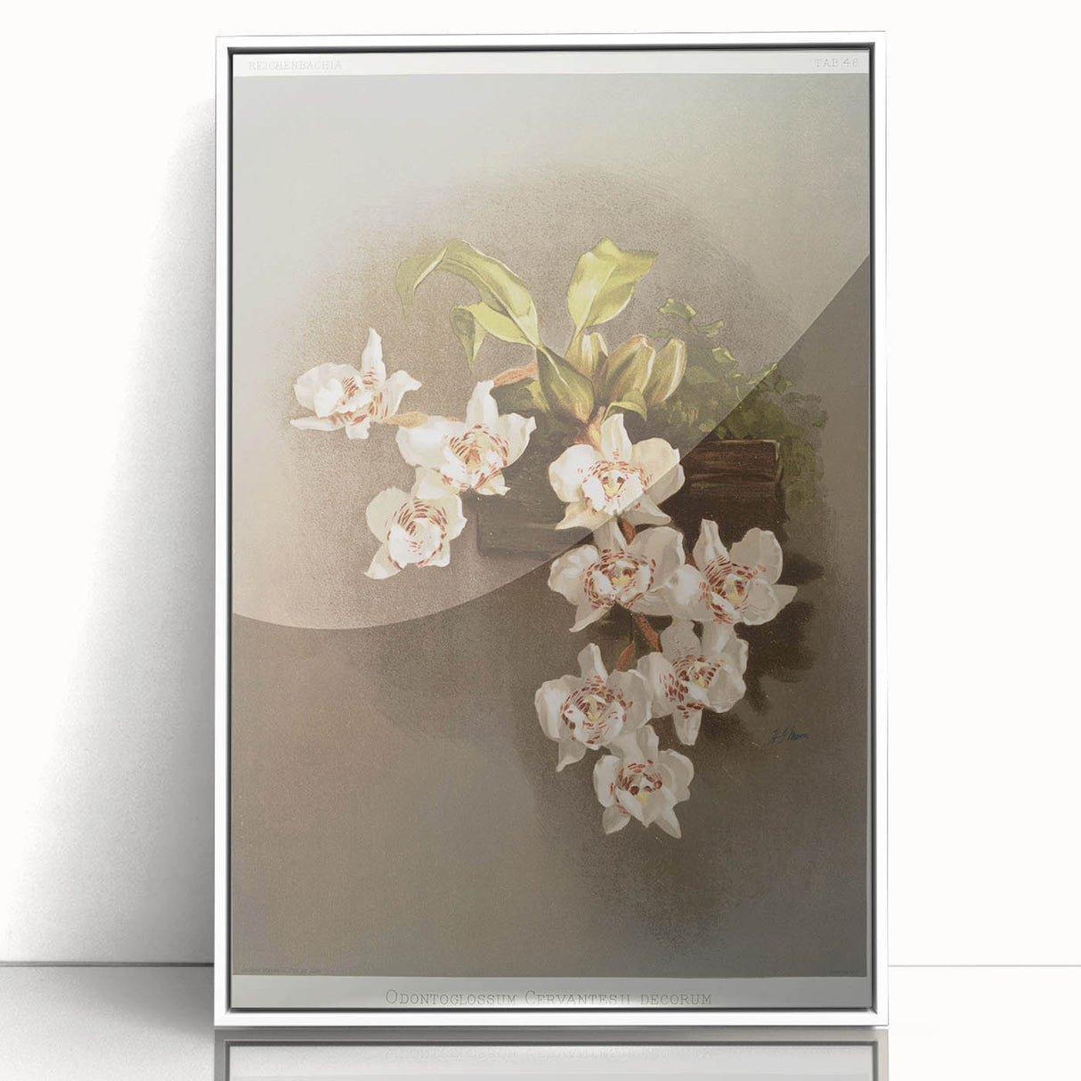 Orchid Botanical Art - Odontoglossum Romanticism Canvas Print