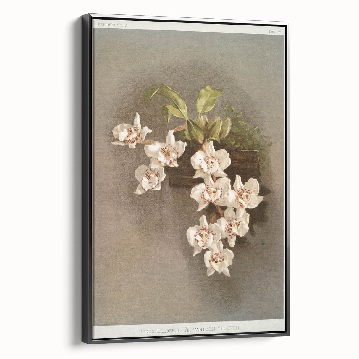 Orchid Botanical Art - Odontoglossum Romanticism Canvas Print