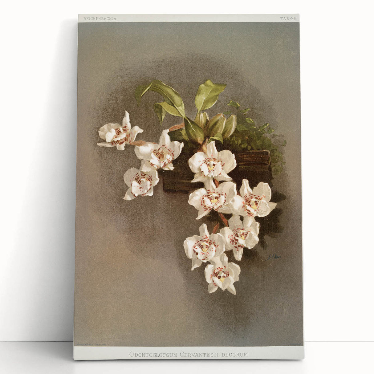 Orchid Botanical Art - Odontoglossum Romanticism Canvas Print