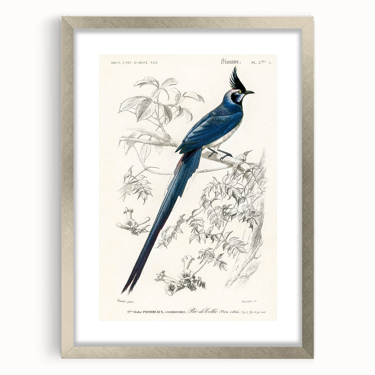 Black-Throated Magpie Jay - Romanticism Bird Illustration Wall Art