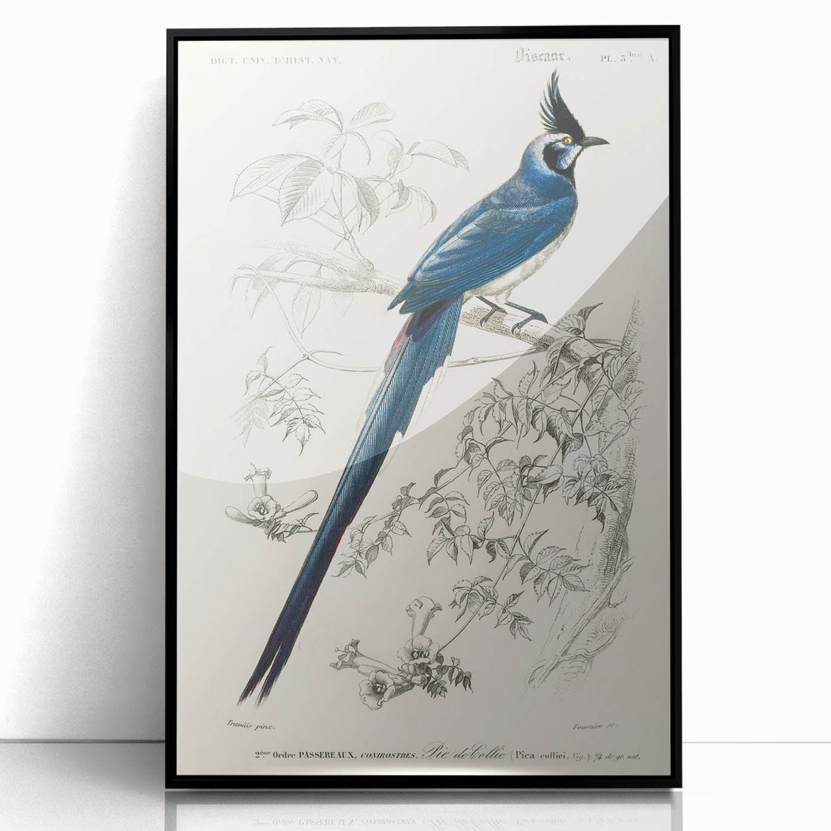 Black-Throated Magpie Jay - Romanticism Bird Illustration Wall Art