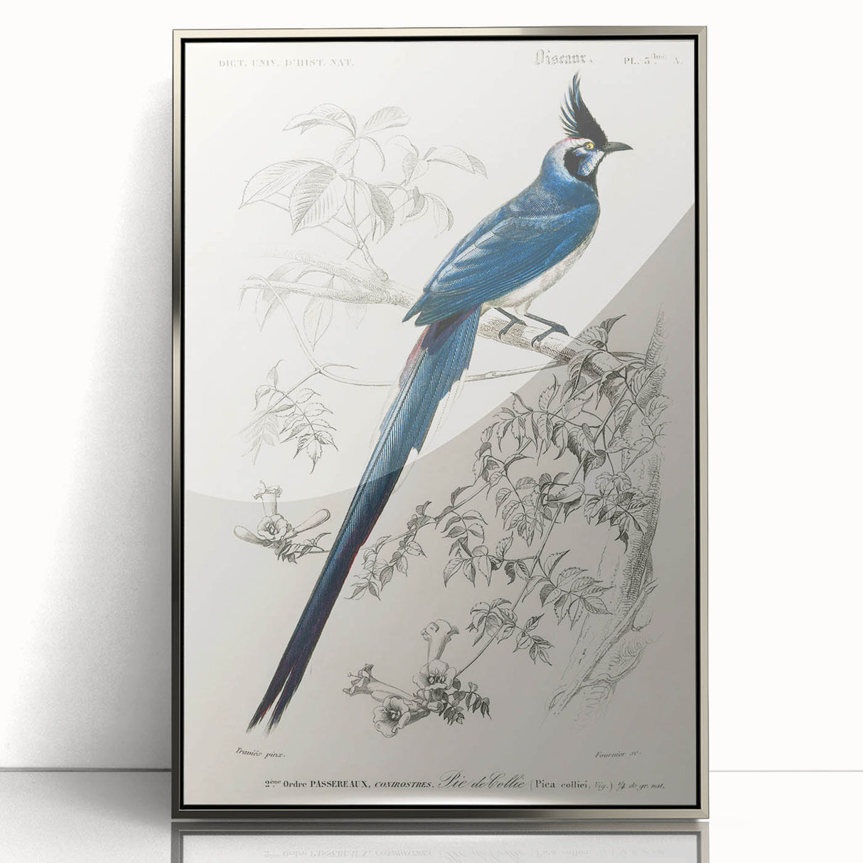 Black-Throated Magpie Jay - Romanticism Bird Illustration Wall Art