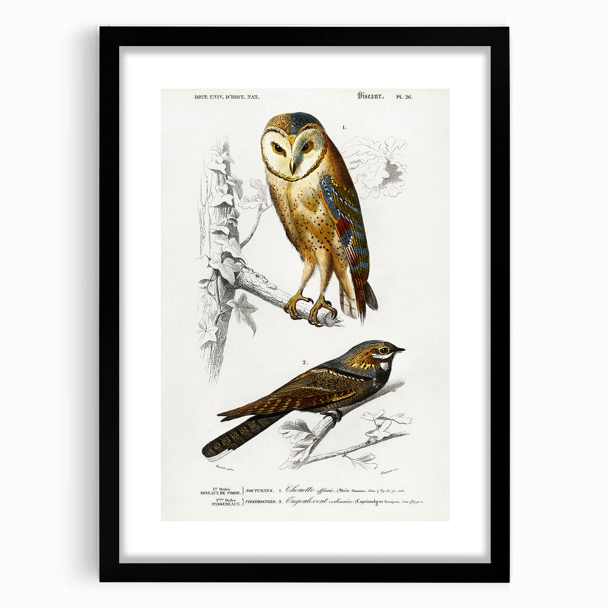 Barn Owl & Nightjar - Romanticism Bird Illustration by Charles d'Orbigny