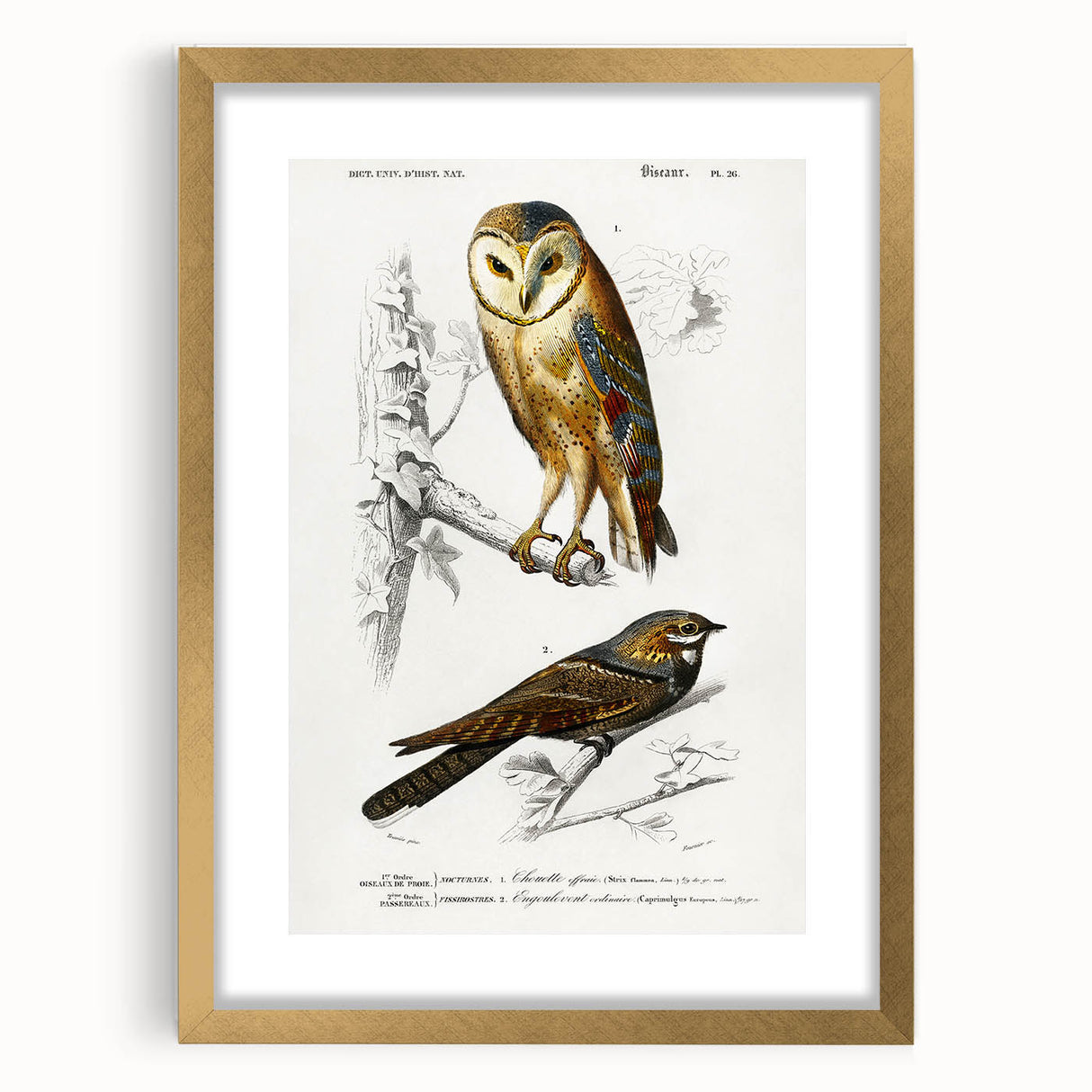 Barn Owl & Nightjar - Romanticism Bird Illustration by Charles d'Orbigny