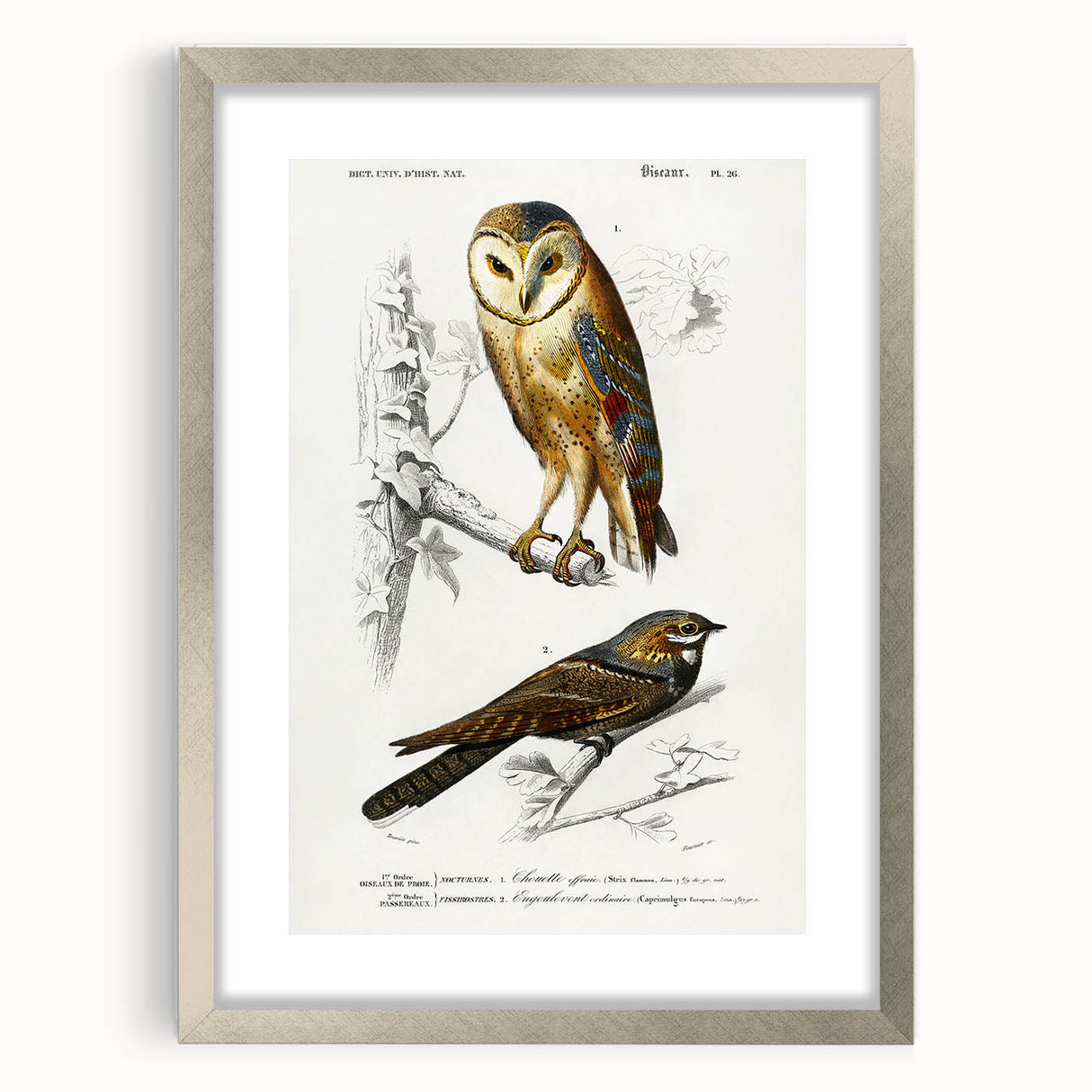 Barn Owl & Nightjar - Romanticism Bird Illustration by Charles d'Orbigny