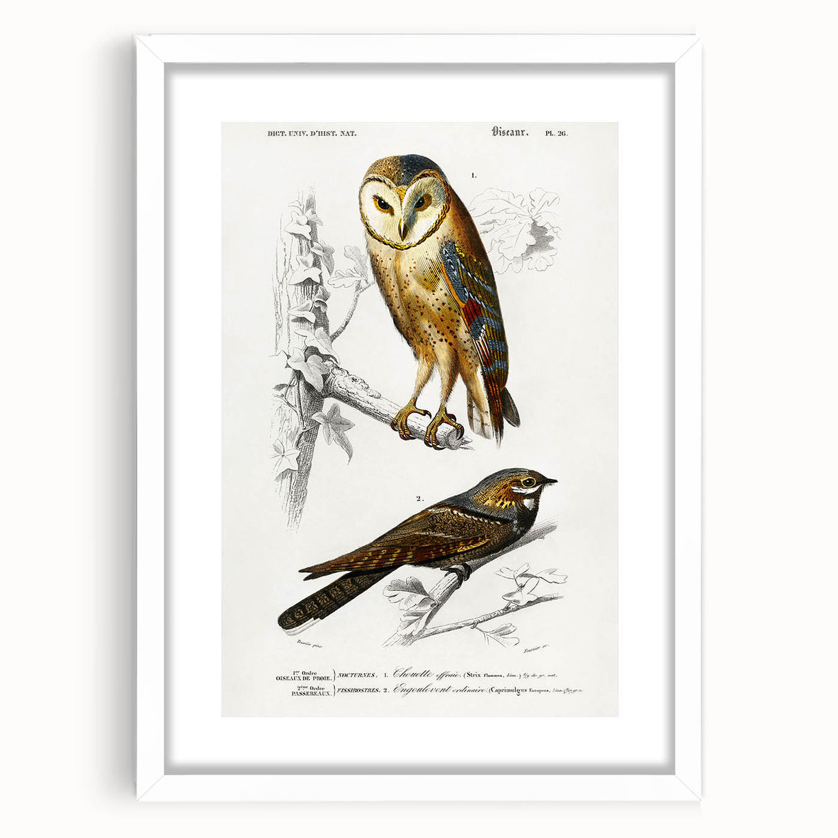 Barn Owl & Nightjar - Romanticism Bird Illustration by Charles d'Orbigny