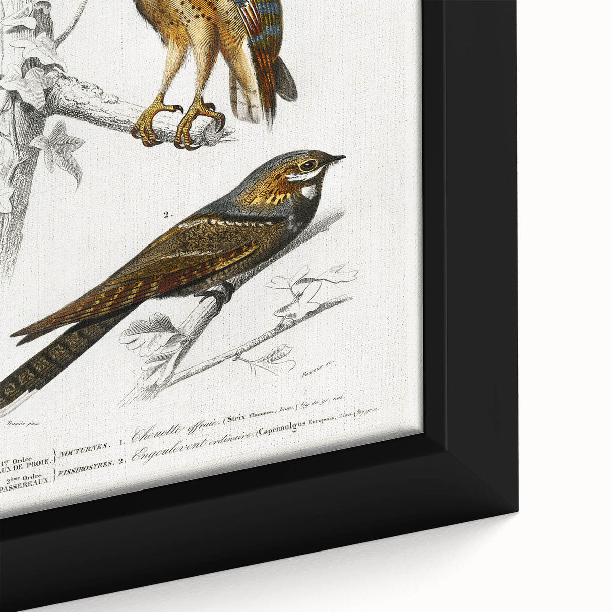 Barn Owl & Nightjar - Romanticism Bird Illustration by Charles d'Orbigny