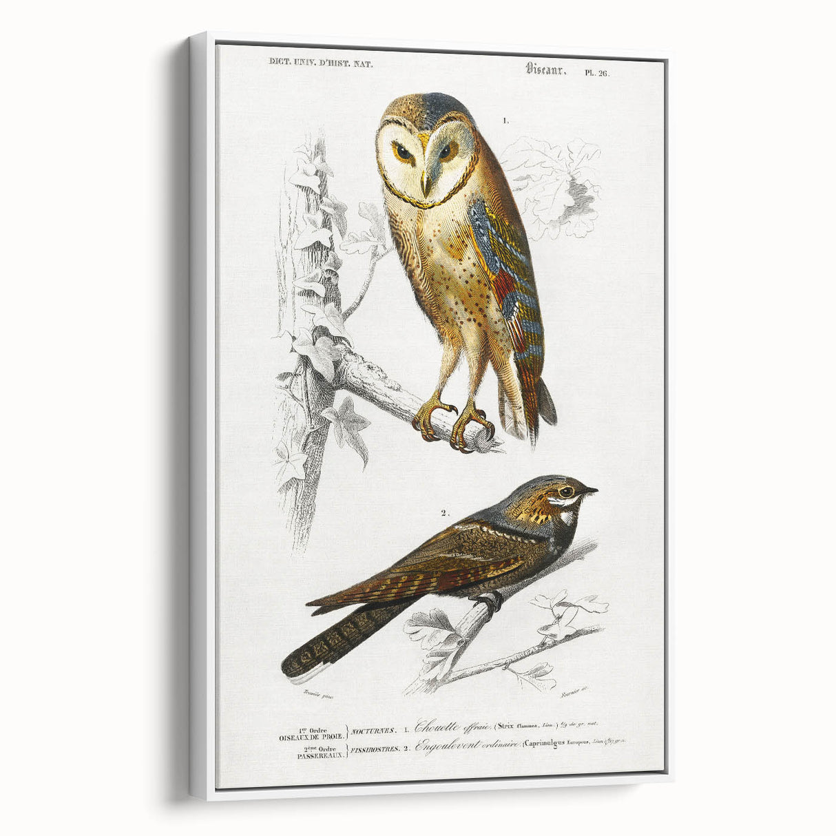 Barn Owl & Nightjar - Romanticism Bird Illustration by Charles d'Orbigny